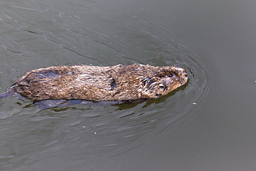 Water vole (Arvicola terrestris), swimming, Gloucester and Sharpness Canal, Shepherd's Patch, Gloucestershire, England, United Kingdom, Europe