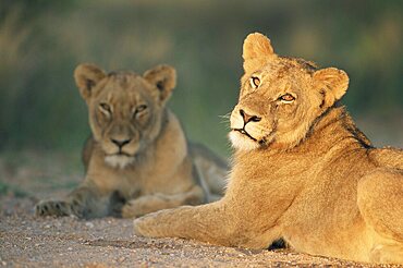 Lioness, Panthera leo, Kruger National Park, South Africa, Africa