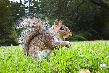 Grey squirrel (Sciurus carolinensis), in city park, Brandon Park, Bristol, England, United Kingdom, Europe