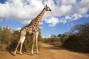 Giraffe (Giraffa camelopardalis), Imfolozi reserve, KwaZulu-Natal, South Africa, Africa