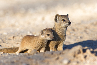 Yellow mongoose (Cynictis penicillata) with young, Kgalagadi Transfrontier Park, South Africa, Africa