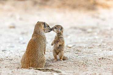 Yellow mongoose (Cynictis penicillata) with young, Kgalagadi Transfrontier Park, South Africa, Africa