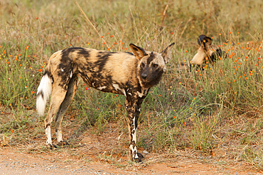 African wild dogs (Lycaon pictus), Kruger National Park, South Africa, Africa