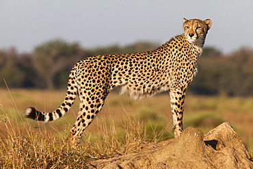 Cheetah female (Acinonyx jubatus), Phinda private game reserve, Kwazulu Natal, South Africa, Africa