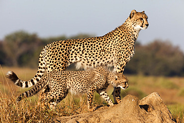 Cheetah with cub (Acinonyx jubatus), Phinda private game reserve, Kwazulu Natal, South Africa, Africa