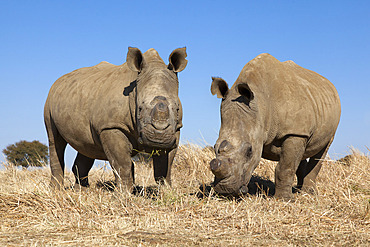 Dehorned white rhinos (Ceratotherium simum) on rhino farm, Klerksdorp, North West Province, South Africa, Africa