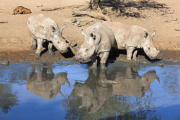 White rhinos (Ceratotherium simum), Mkhuze game reserve, Kwazulu Natal, South Africa, Africa