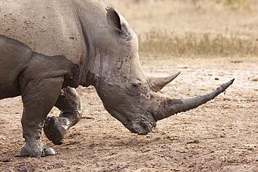 White rhino (Ceratotherium simum), Imfolozi game reserve, KwaZulu-Natal, South Africa, Africa