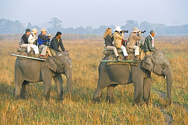 Safari on elephant back, tourists in Kaziranga National Park, Assam state, India, Asia