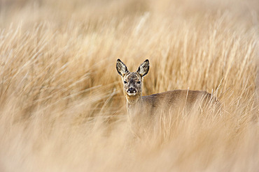 Roe deer buck (Capreolus capreolus), Islay, Scotland, United Kingdom, Europe