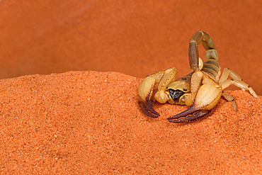 Opistophthalmus wahlbergii scorpion, Tswalu Kalahari game reserve, Northern Cape, South Africa, Africa