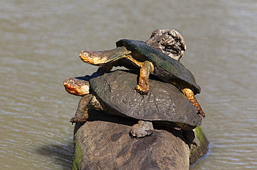 Marsh terrapin (African helmeted turtle) (Pelomedusa subrufa) stacked up on log, Mkhuze game reserve, South Africa, Africa