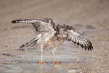 Immature Southern Pale Chanting Goshawk (Melierax canorus) bathing after rain, Kgalagadi Transfrontier Park, South Africa, Africa