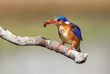 Malachite kingfisher (Alcedo cristata) with beetle, Intaka Island, Cape Town, South Africa, Africa