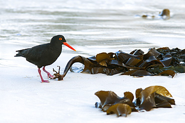 African black oystercatcher (Haematopus moquini), Boulders Beach, Cape Town, South Africa, Africa