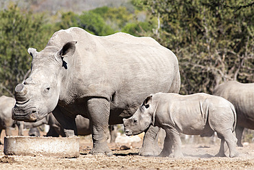 Dehorned white rhino (Ceratotherium simum) with calf, Mauricedale game ranch, Mpumalanga, South Africa, Africa