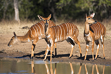 Nyala (Tragelaphus angasii) females at waterhole, Hluhluwe Imfolozi game reserve, KwaZulu-Natal, South Africa, Africa