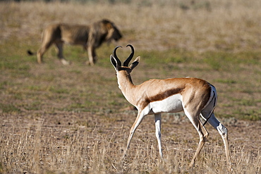 Springbok (Antidorcas marsupialis) watching lion, Kgalagadi Transfrontier Park, Northern Cape, South Africa, Africa