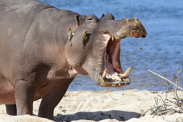 Hippopotamus (Hippopotamus amphibius), Kruger National Park, Mpumalanga, South Africa, Africa