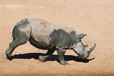 White rhino (Ceratotherium simum) running alongside waterhole, Mkhuze game reserve, KwaZulu Natal South Africa, Africa