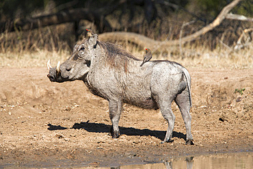 Warthog (Phacochoerus aethiopicus), with redbilled oxpeckers, Hluhluwe-Imfolozi Park, KwaZulu-Natal, South Africa, Africa