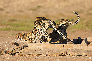 Cheetah (Acinonyx jubatus), Kgalagadi Transfrontier Park waterhole, South Africa, Africa