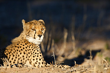 Cheetah (Acinonyx jubatus), Kgalagadi Transfrontier Park, South Africa, Africa