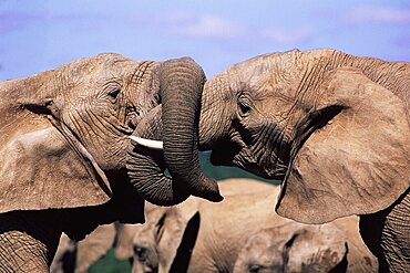 African elephant, Loxodonta africana, wrestling, Addo, South Africa, Africa