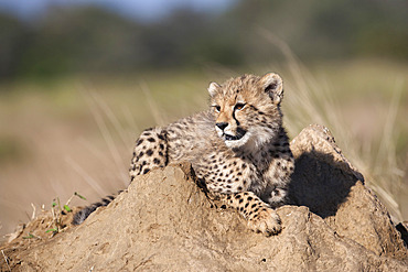 Cheetah (Acinonyx jubatus) cub, Phinda private game reserve, Kwazulu Natal, South Africa, Africa