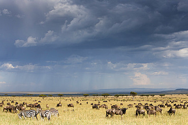 Common wildebeest (blue wildebeest) (gnu) (Connochaetes taurinus) on migration, Masai Mara National Reserve, Kenya, East Africa, Africa