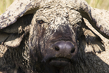 Cape buffalo (Syncerus caffer) with dried mud, Lake Nakuru National Park, Kenya, East Africa, Africa