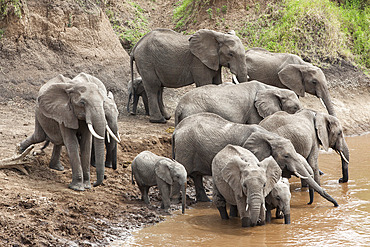 Elephants (Loxodonta africana) at Mara River, Masai Mara National Reserve, Kenya, East Africa, Africa