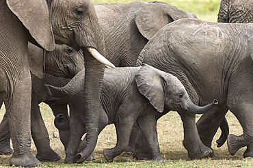 Elephants (Loxodonta africana), Masai Mara National Reserve, Kenya, East Africa, Africa