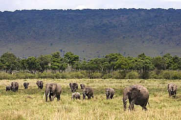 Elephant (Loxodonta africana) herd walking to the river to drink, Masai Mara National Reserve, Kenya, East Africa, Africa