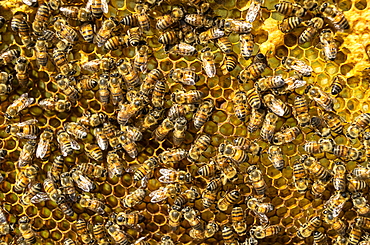 Honey bees on honeycomb, Mexico, North America