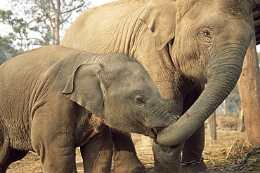 Captive Asian (Indian) elephants, India, Asia