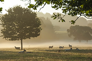 Morning mist, sheep feeding, Eden Valley, Cumbria, England, United Kingdom, Europe