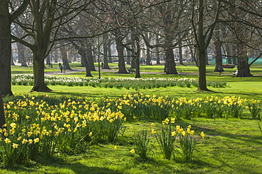 Daffodils, St James Park, London, England, United Kingdom, Europe