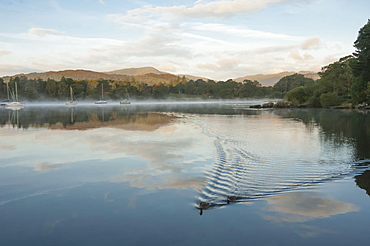 Ducks on Lake Windermere in Lake District, England, Europe