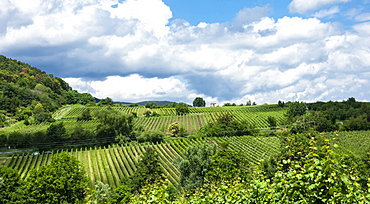 Rows of grape vines in vineyards, Pfalz wine area, Rhineland-Palatinate, Germany, Europe