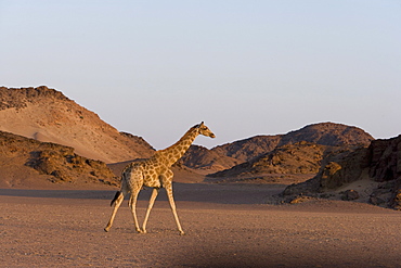 Desert giraffe (Giraffa camelopardalis capensis), Namibia, Africa