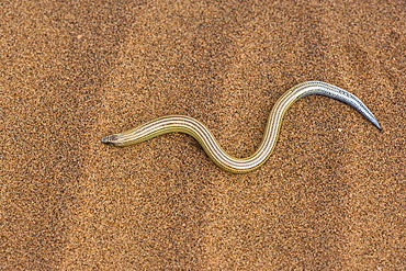 Legless lizard (Typhlosaurus braini), Namib Desert, Namibia, Africa