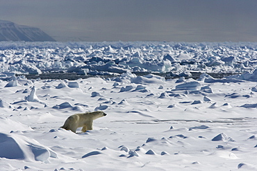 Polar Bear (Ursus maritimus) on pack ice, Spitsbergen, Svalbard, Norway, Scandinavia, Europe