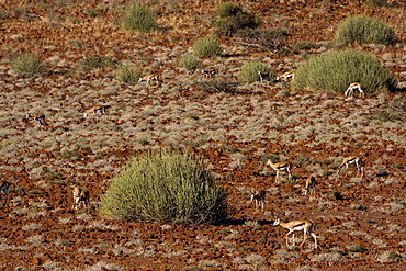 Herd of Springbok (Antidorcas marsupialis), Namibia, Africa