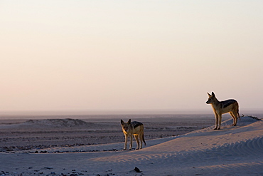 Black-backed jackals (Canis mesomelas), Skeleton Coast, Namibia, Africa