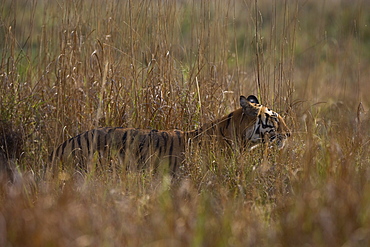 Indian tiger, (Bengal tiger) (Panthera tigris tigris), Bandhavgarh National Park, Madhya Pradesh state, India, Asia