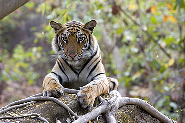 Indian tiger, (Bengal tiger) (Panthera tigris tigris), Bandhavgarh National Park, Madhya Pradesh state, India, Asia