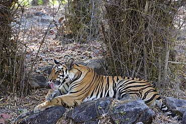 Indian tiger, (Bengal tiger) (Panthera tigris tigris), Bandhavgarh National Park, Madhya Pradesh state, India, Asia