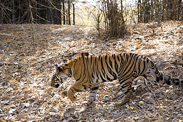 Indian tiger, (Bengal tiger) (Panthera tigris tigris), Bandhavgarh National Park, Madhya Pradesh state, India, Asia