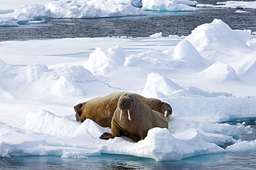 Walrus (Odobenus rosmarus), on pack ice, Spitsbergen, Svalbard, Norway, Scandinavia, Europe